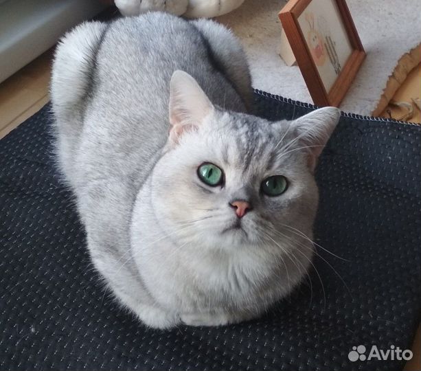 Вязка. Кот Фикс породы Скотиш Страйт