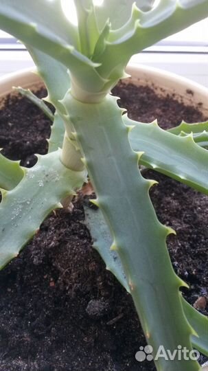 Алоэ лечебный