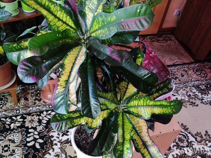 Кротон вилма