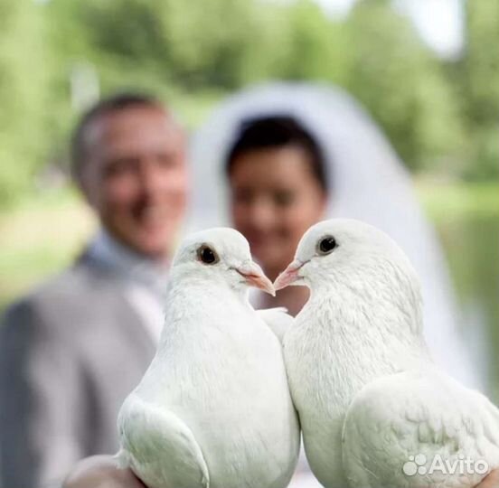 Голуби на свадьбу