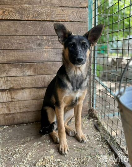 Метис овчарки, 4 мес