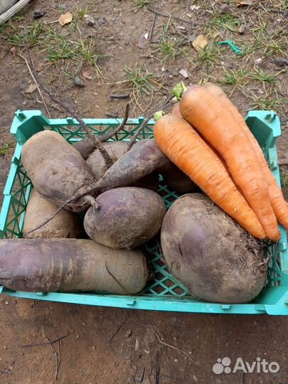 Морковь и свекла
