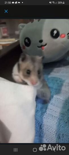 Хомяк с клеткой