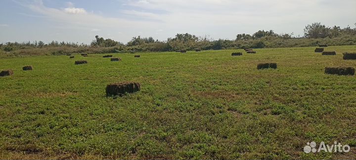 Сена люцерна