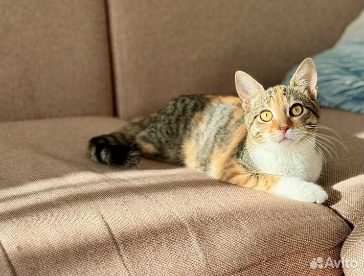 Котенок Бусинка ищет добрые руки