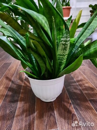 Сансевиерия, алое, спатифилиум, большое кашпо