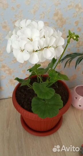 Пеларгония герань