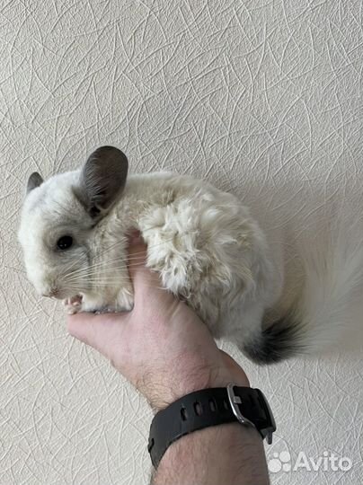 Шиншилла