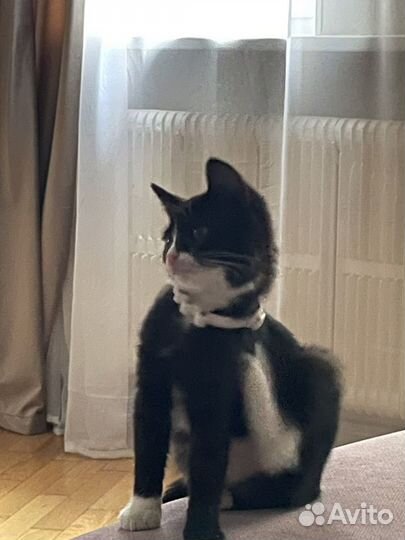 Котята в добрые руки бесплатно