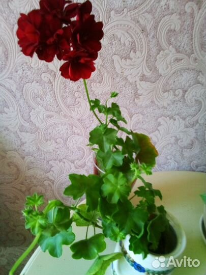 Королевские и плющелистные пеларгонии