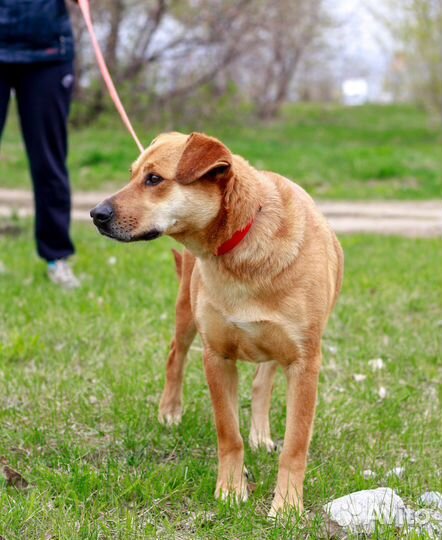 Собака в добрые руки отдам бесплатно