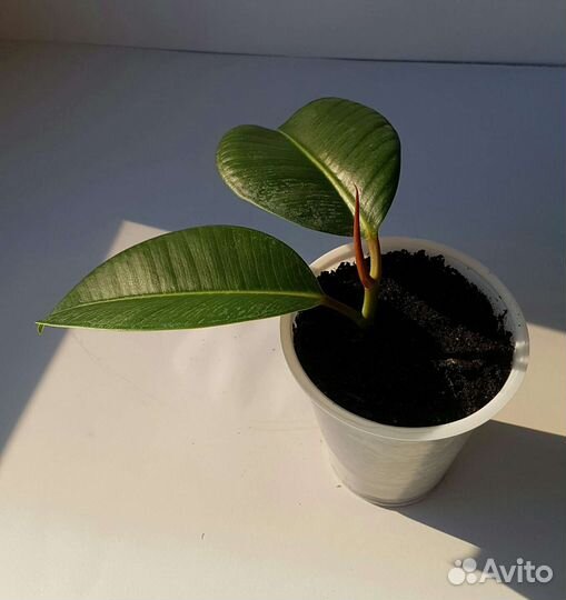 Фикус каучуконосный (эластика)