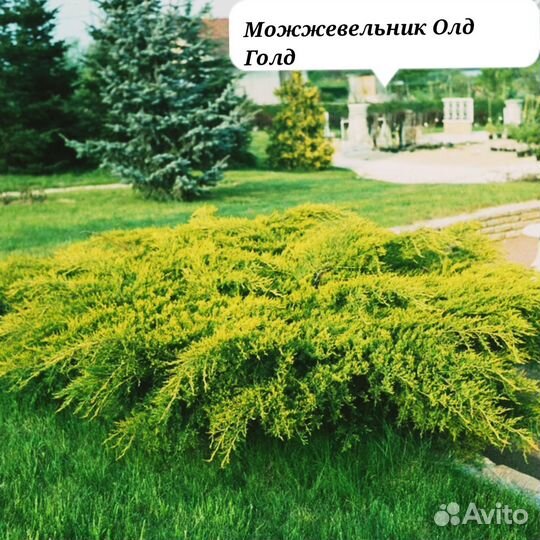 Можжевельник олд голд
