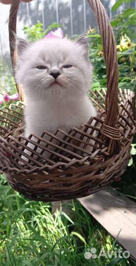 Кошки шотландцы