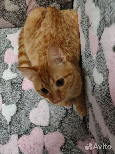 Рыжий котенок