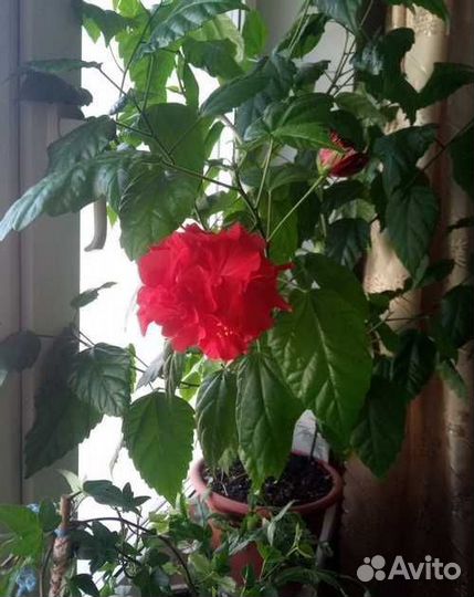 Роза китайская красная махровая гибискус