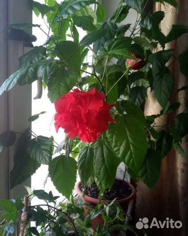 Роза китайская красная махровая гибискус