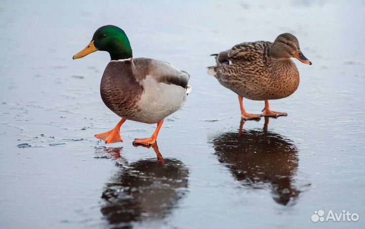 Подсадные утки