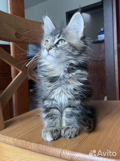 Котенок мейн-кун девочка