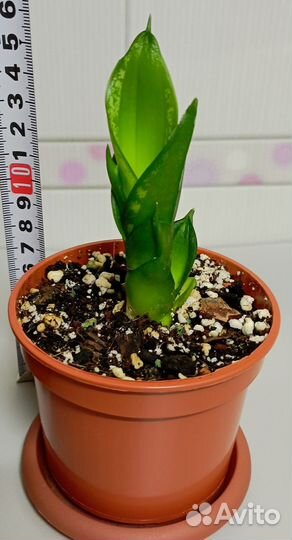 Сансевиерия сортовая