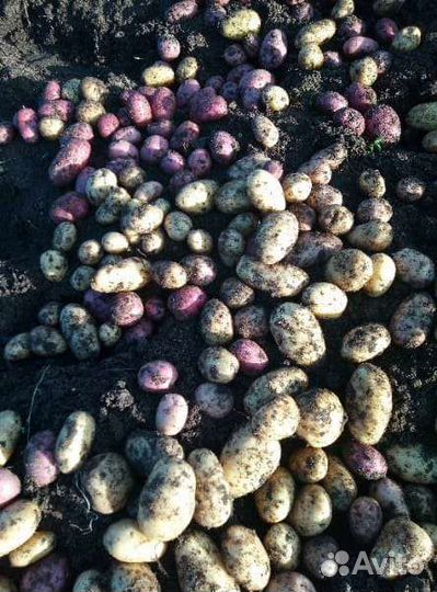 Семенной картофель