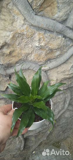 Драцена фрагранс