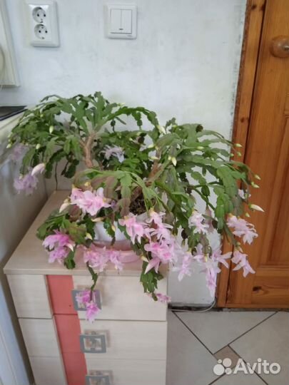 Декабрист Шлюмбергера большой