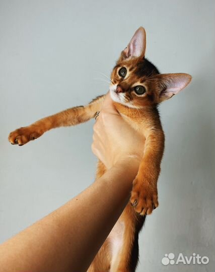 Абиссинские котята
