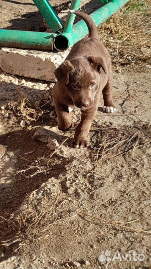 Щенок в добрые руки