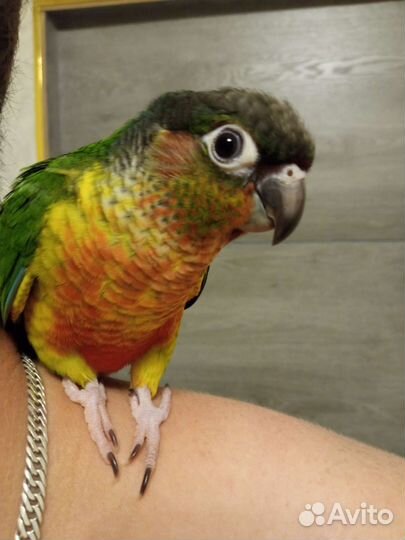 Пиррура птенцы ручные, говорящие, попугай