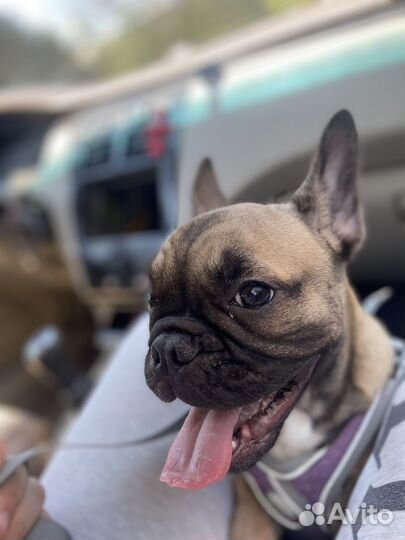 Французский бульдог