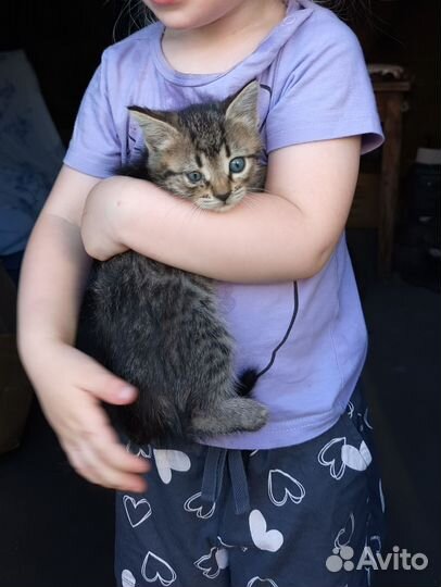 Кошки в добрые руки