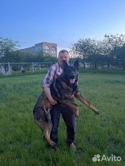 Вязка Кобель Немецкая овчарка