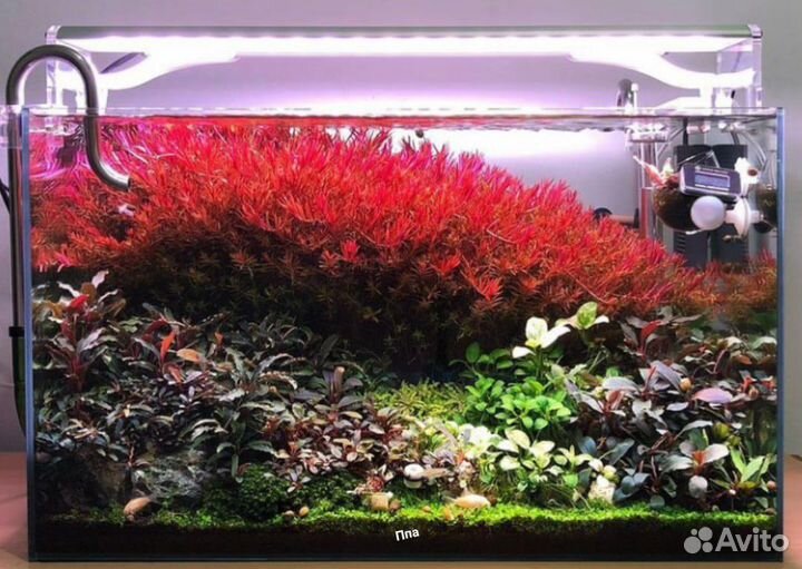 Аквариумные растения