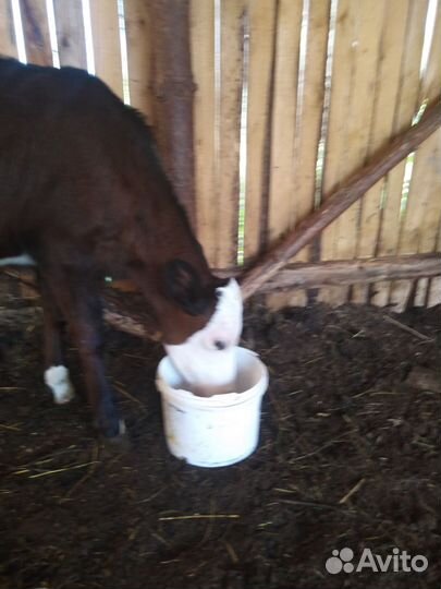 Телочка. Корова