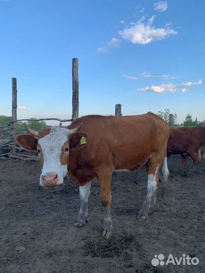 Коровы телки бычки