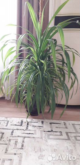 Пальма панданус