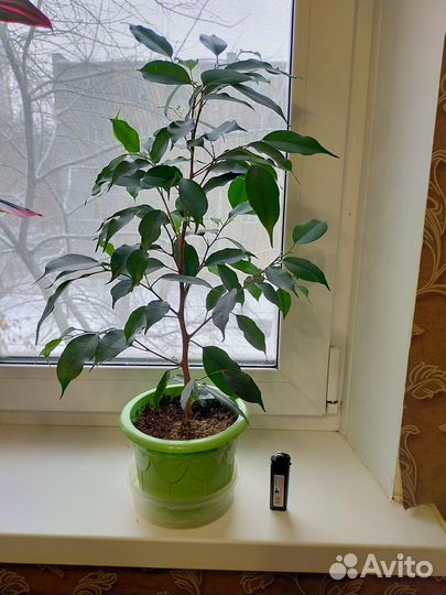 Комнатные домашние растения Фикус