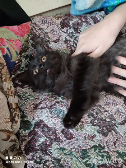 Котенок мальчик