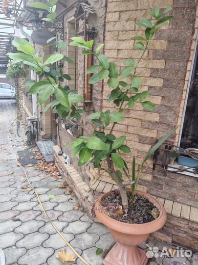 Лимонное дерево большое