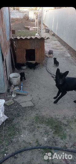 Собака