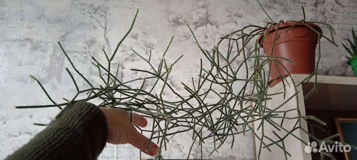 Замиокулькас