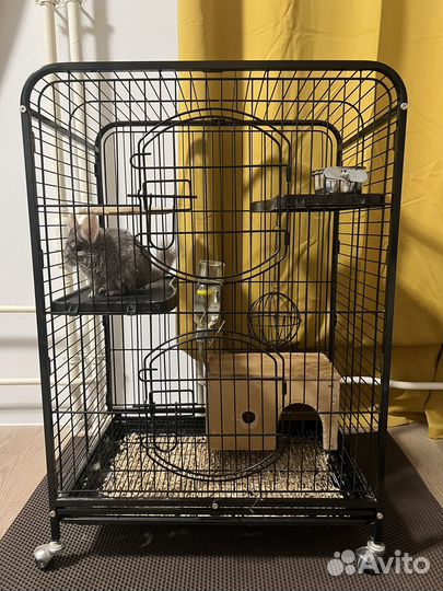 Шиншилла с клеткой