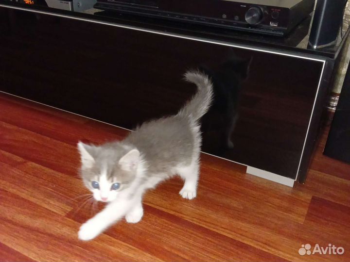 Котенок