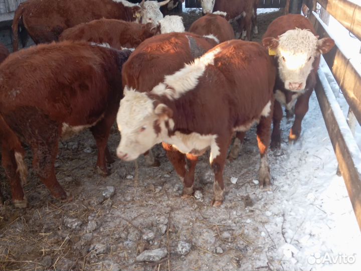 Герефорд телята