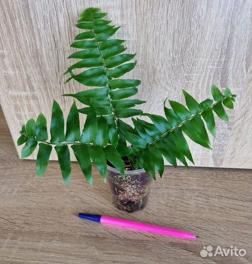 Папоротники