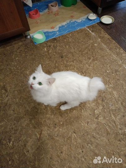 Кошки