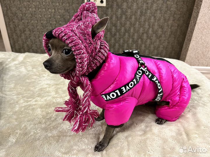Вещи для маленьких собак