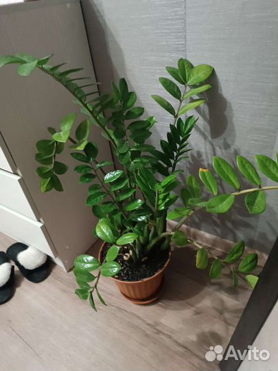 Замиокулькас