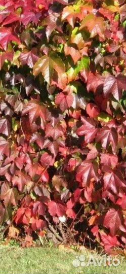 Помпасная трава, Мискантус. Дикий виноград